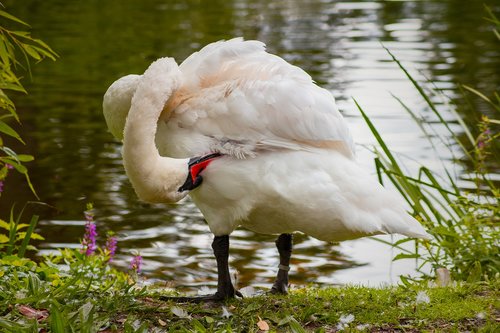 nature  water  animal