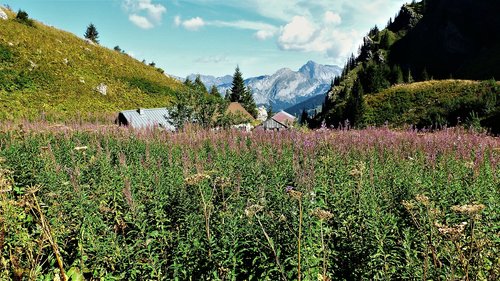nature  landscape  alpine