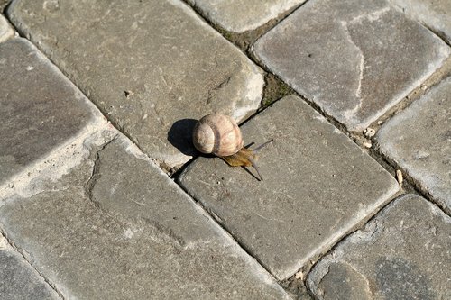 nature  snail  small