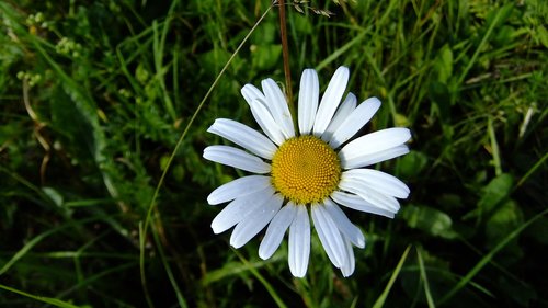 nature  flora  summer