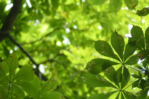 nature  tree  leaves