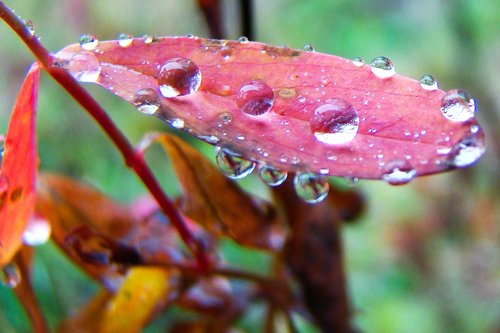 nature  plants  autumn