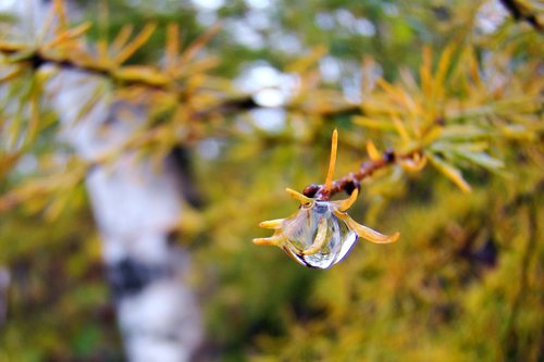 nature  plants  autumn