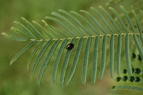 nature  insect  leaf