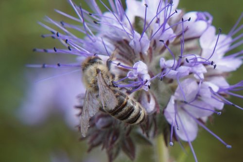 nature  bee  wasp