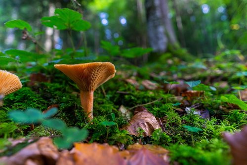 nature  mushroom  autumn