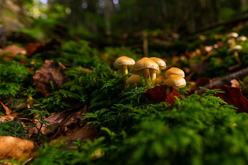 nature  mushrooms  autumn