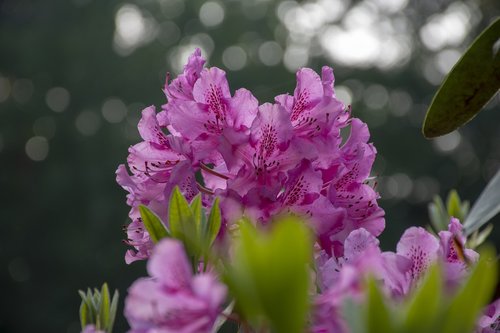 nature  flower  flowering