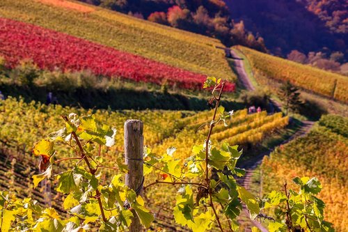 nature  landscape  wine