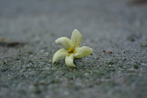 nature  flower  beautiful