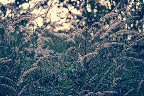nature  grasses  evening
