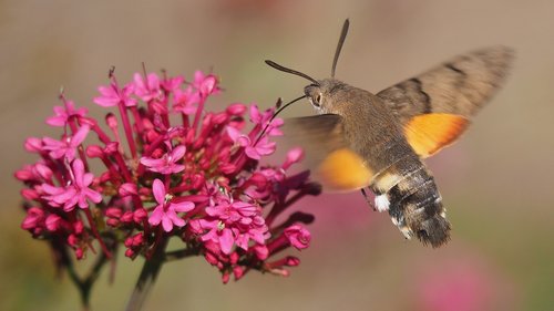 nature  butterfly  sphinx moth