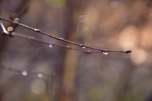 nature  branch  autumn