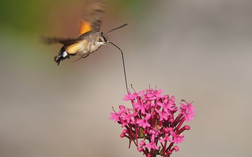 nature  butterfly  sphinx moth