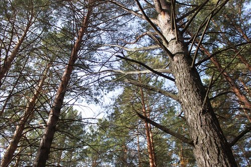 nature  forest  landscape