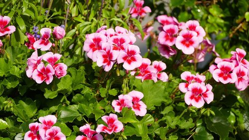 nature  garden  flowers