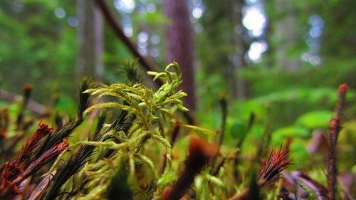 nature  macro  moss