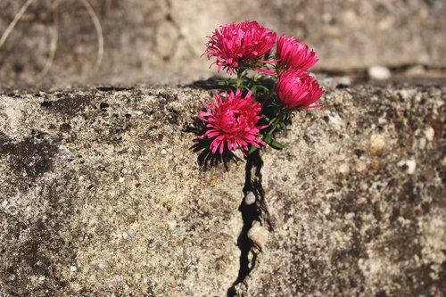 nature  flower  blossom