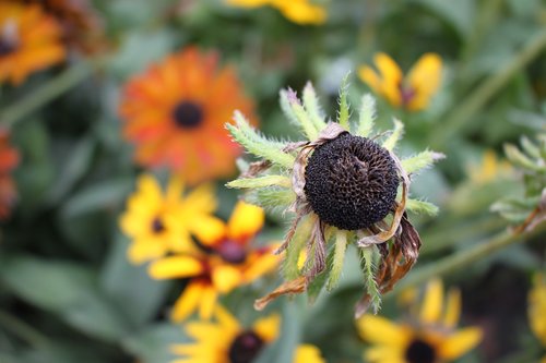 nature  autumn  flowers