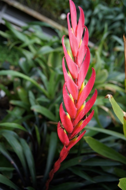 nature  flowers  macro