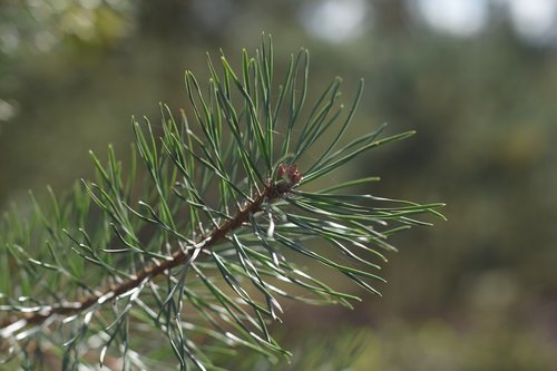 nature  sprig  tree