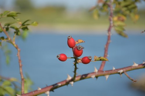 nature  river  landscape