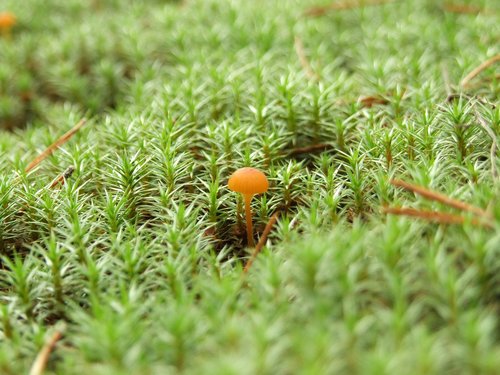 nature  mushroom  moss