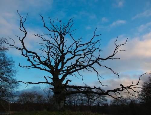 nature  park  tree