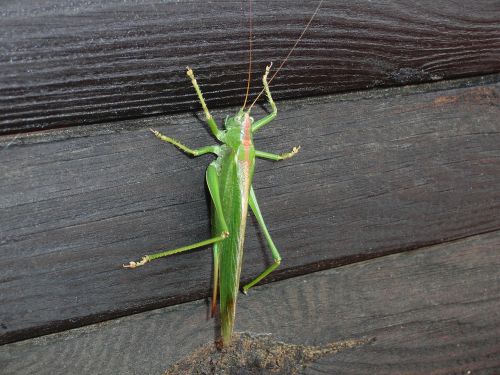 nature grasshopper animal