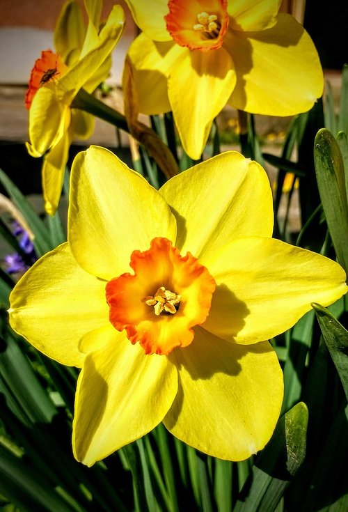 nature  flower  garden