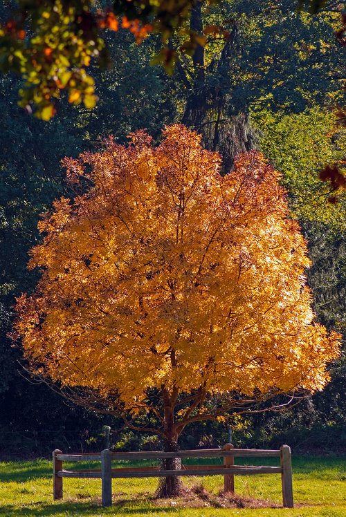 nature  autumn  trees