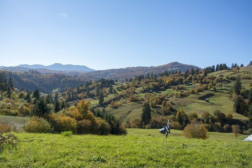 nature  green  forest