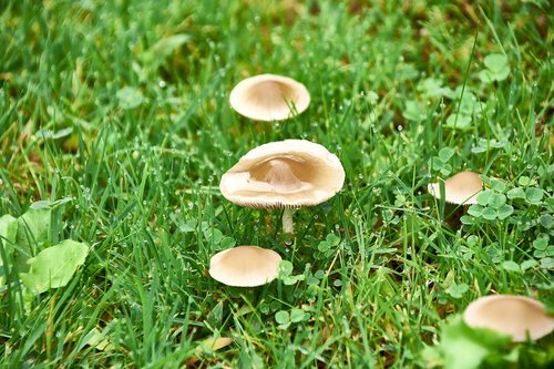 nature  mushrooms  mushroom