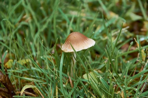nature  mushrooms  mushroom