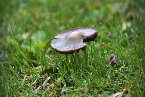 nature  mushrooms  mushroom