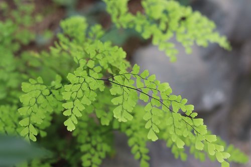 nature  plants  green