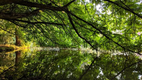 nature  green  water