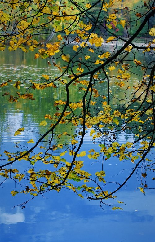 nature  autumn  water