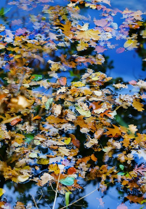 nature  autumn  water