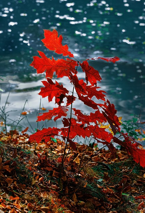 nature  autumn  water