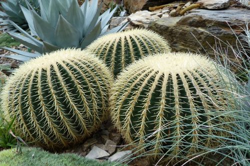 nature sting cactus