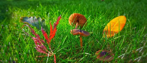 nature  autumn  mushroom