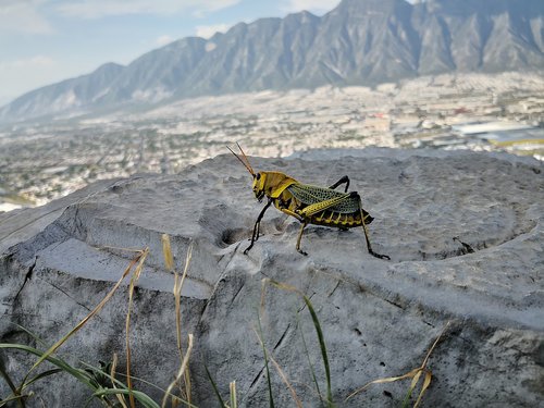 nature  grasshopper  chapulin