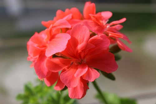 nature  red  flowers