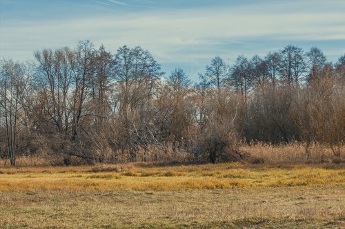 nature  tree  sky