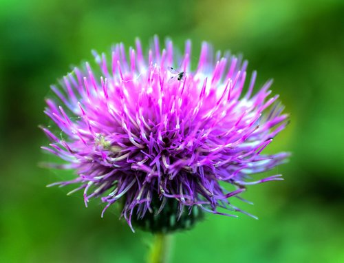 nature  autumn  flower