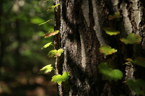 nature  wood  leaf