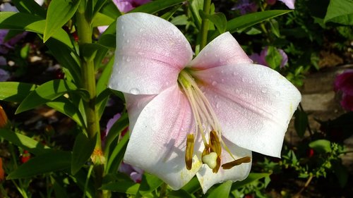 nature  summer  flower