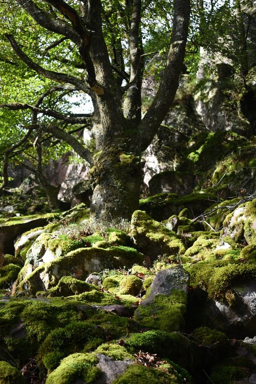 nature  moss  autumn