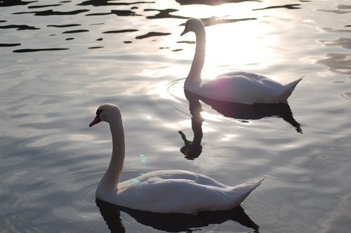 nature  dutch  animals